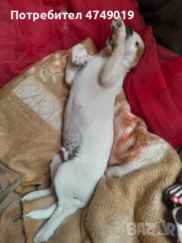 Подарявам, снимка 2 - Джак ръсел териер - 53628774