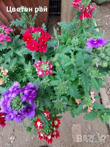 Вербена няколко цвята , снимка 4 - Градински цветя и растения - 54282743