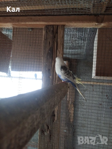 Вълнисти папагали, снимка 3 - Папагали - 53846560