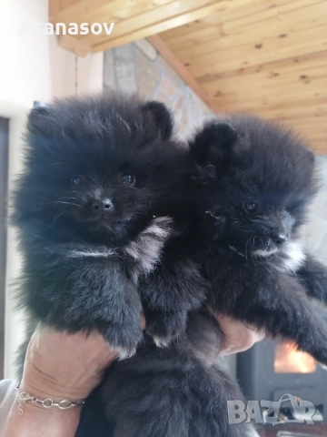 Померан Померанчета 