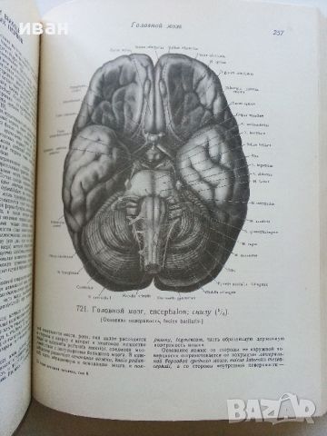 Атлас анатомии человека  том 2 - Р.Д.Синельников - 1956г., снимка 3 - Специализирана литература - 45536071