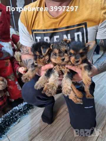 Две женски и едно мъжко с ваксина и обезпаразитени многократно , снимка 6 - Йоркширски териер - 52650860