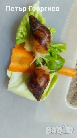 Гигантски африкански охлюви Achatina , снимка 8 - Други - 47340517