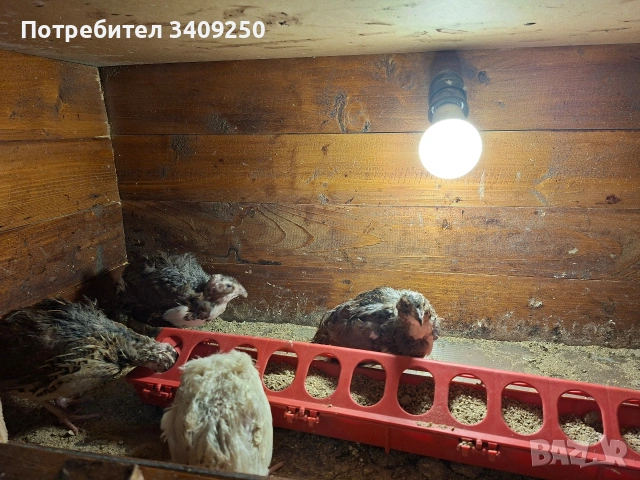 Женски пъдпъдъци носачки, снимка 9 - Други - 53997779