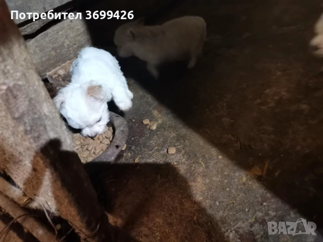 Болонки, снимка 2 - Болонка - 52977258