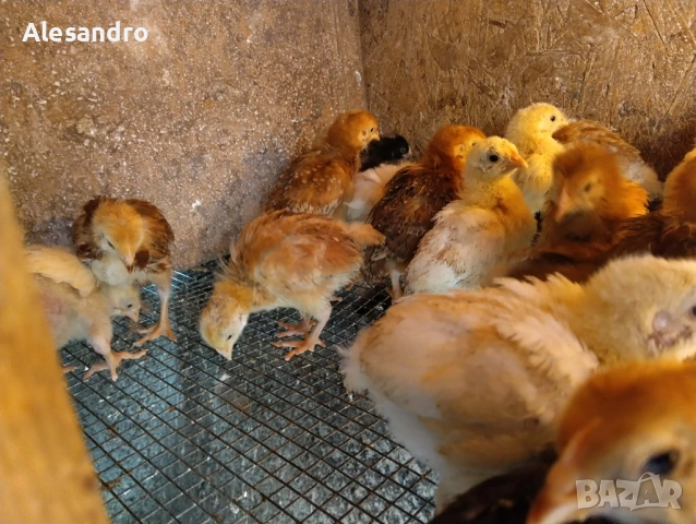 Пилета общоползвателни и бройлерчета