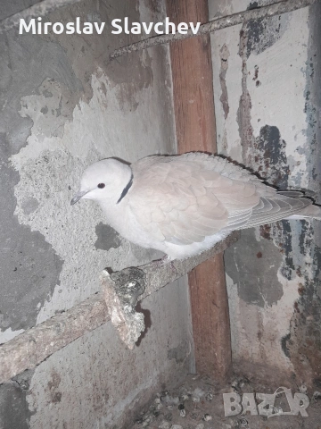 Продавам гугутка/скумрук, снимка 2 - Гълъби - 53842584
