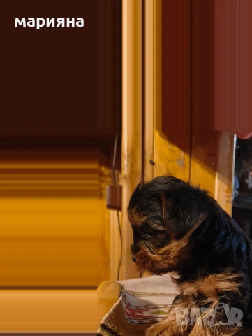 Малък йоркширски господин, снимка 12 - Йоркширски териер - 53622170