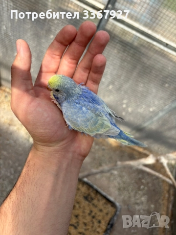 Вълнисти рейнбоу , снимка 3 - Папагали - 51943973