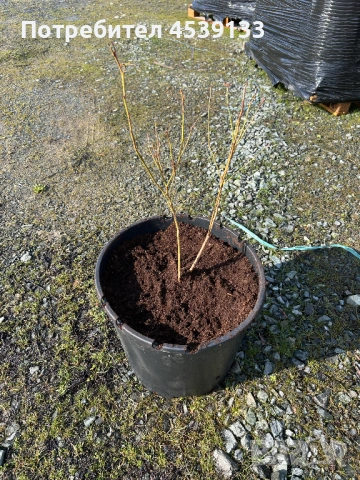 Боровинки сорт ЧАНДЛЪР  4 годишни, снимка 3 - Разсади - 53579039