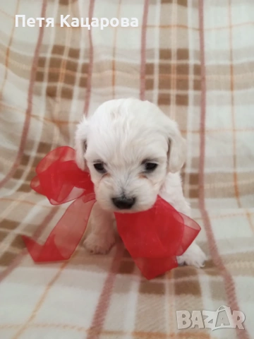 Малтийска болонка, снимка 3 - Болонка - 54272493