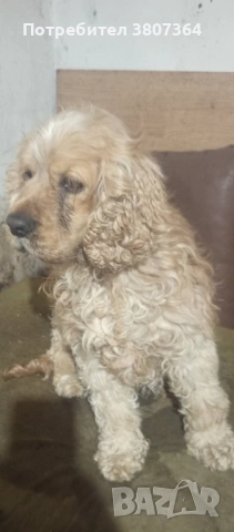 Американски Кокер шпаньол свободен за разплод , снимка 5 - Кокер шпаньол - 53486984