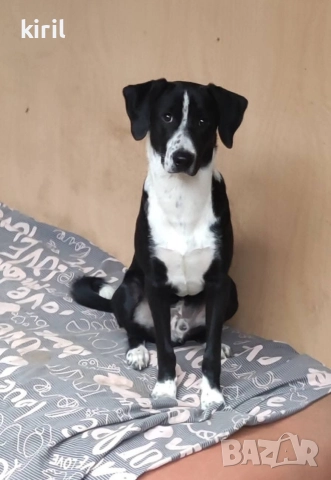 Хотел за кучета - Игри на воля , снимка 11 - Други услуги - 52645884