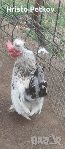 Продавам Бреговски Петрета , снимка 3 - Кокошки и пуйки - 53996885