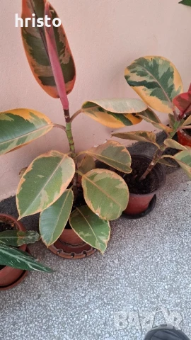 шарен фикус 50см.