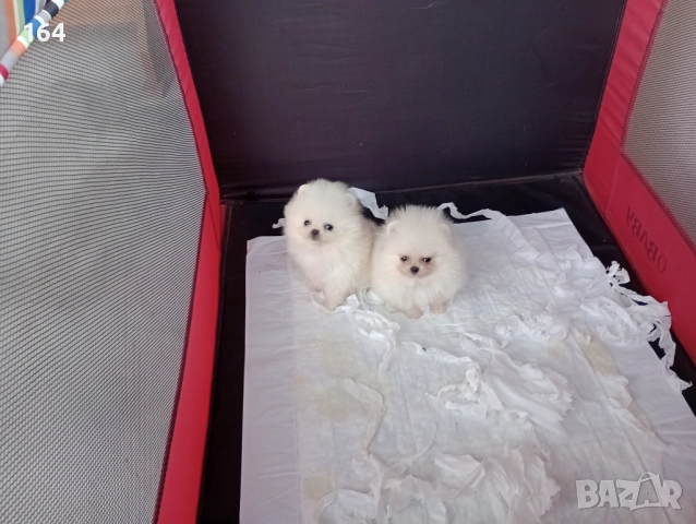 Мини Померани Миниатюрни минита. Момиченце и момченце. Снимки от 24.12.25 г. , снимка 3 - Померан - 52731565