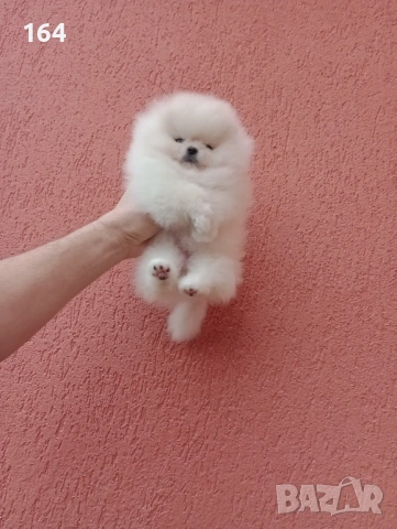 Миниатюрно мини момиченце. Мини Померан. Реални снимки !, снимка 9 - Померан - 53217166