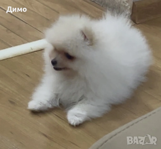 Померан, снимка 5 - Померан - 53821484