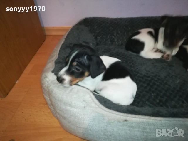 ДЖАК РЪСЕЛ КУЧЕНЦА-ЖЕНСКО ИЛИ МЪЖКО 0410251719, снимка 11 - Джак ръсел териер - 51944592