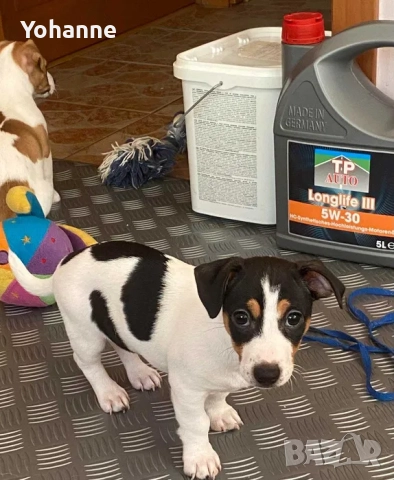  Продават се Джак Ръсели, снимка 2 - Джак ръсел териер - 52337274
