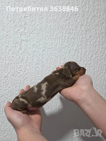 Мини дакел, снимка 5 - Дакели - 54081783