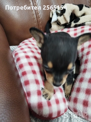 Пинчер момче, снимка 4 - Пинчер - 54022635