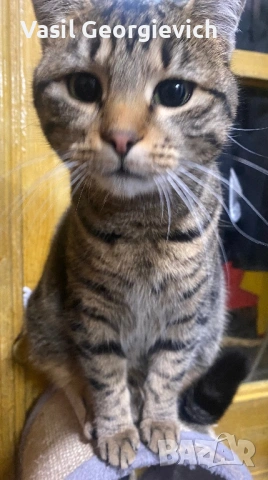 Котка! Уникална сладуранка! Super sweet and adorable cat looking for home!, снимка 3 - Други - 53069252