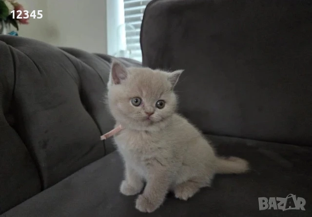 Британско чистокръвно момче британче , снимка 1