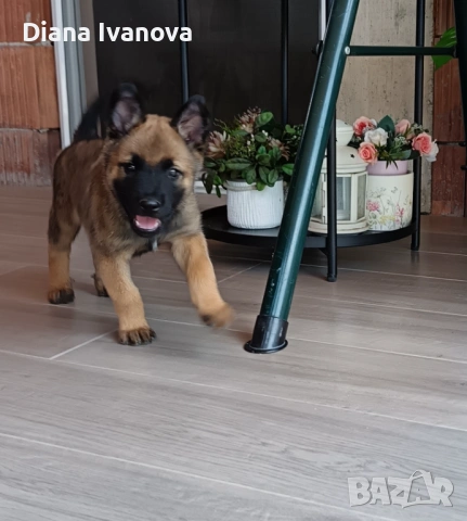 Подарявам Белгийска овчарка на 8 месеца , снимка 8 - Белгийска овчарка - 53276385