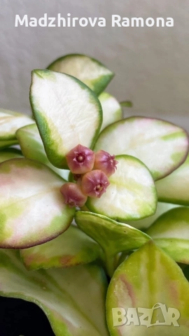 Hoya heuschkeliana variegata