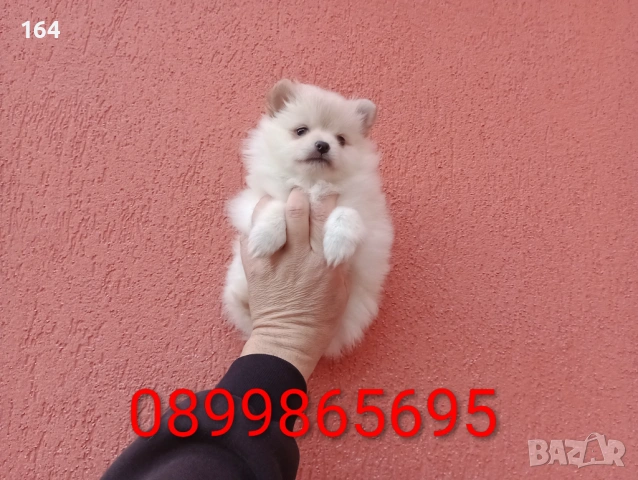 Померан. Момиченче. Реални снимки от 18.02.26 г. , снимка 2 - Померан - 53486789