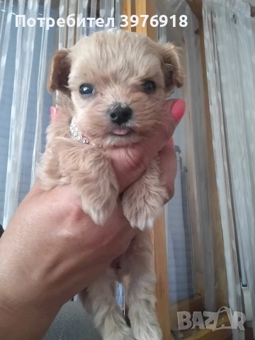 предлагам супер мини малтипу 