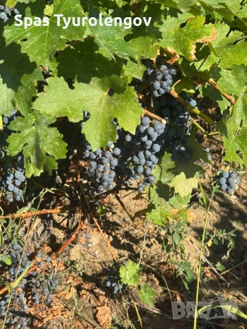 продавам грозде мерло, снимка 1