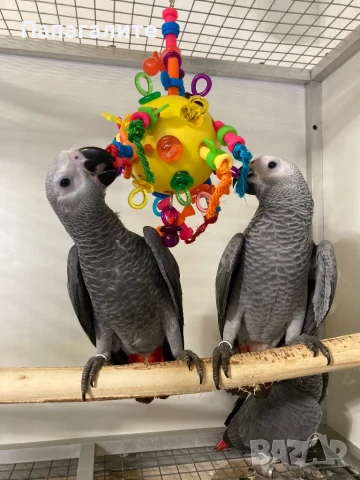 Папагал Жако - Конго