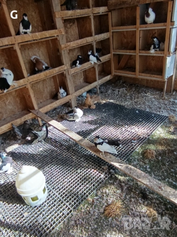 Гълъби различни видове , снимка 7 - Гълъби - 53737399