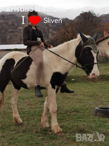 Кон, Кобила, пони