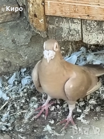 Гълъби Пощи, снимка 4 - Гълъби - 52243376