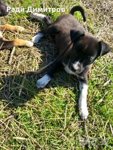 ПОДАРЯВАМ КУЧЕНЦА, снимка 17 - Други - 52297955