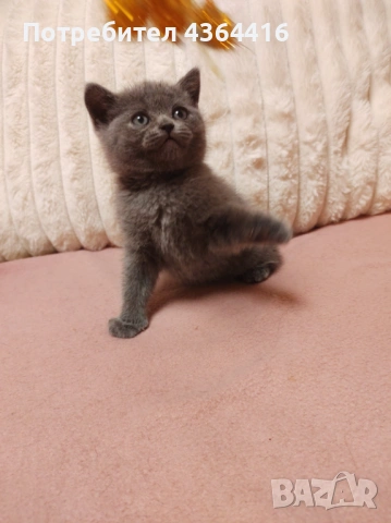 Продавам красиви и игриви британски котенца , снимка 3 - Британска късокосместа - 53984441