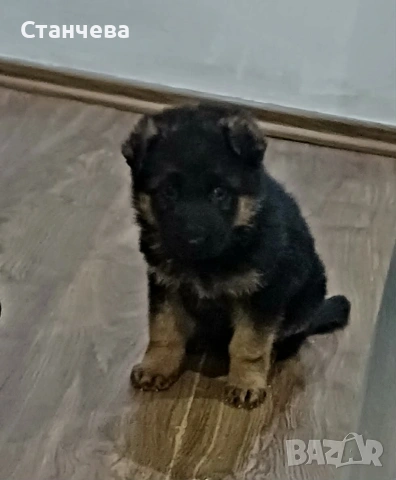 немски овчарки , снимка 4 - Немска овчарка - 53858618