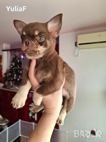 Момче Чихуахуа 