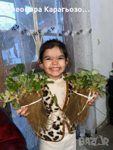 Разсад Ягоди, снимка 2 - Разсади - 54098142