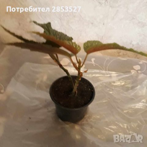 Бегония Комплект, снимка 4 - Стайни растения - 45694158
