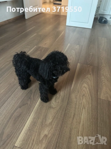 Той Пудел за разплод