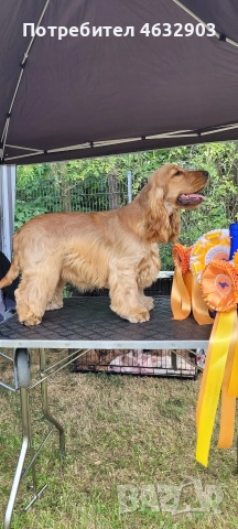 кокер шпаньол момче родословен баща , снимка 11 - Кокер шпаньол - 52716913