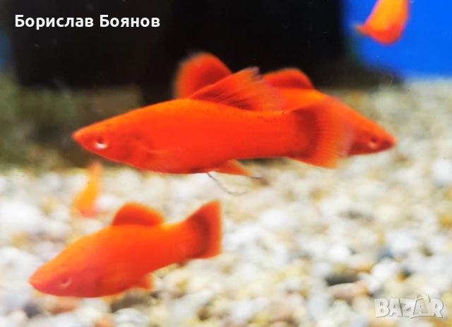 Високоплавен Хелер Blood Red albino 