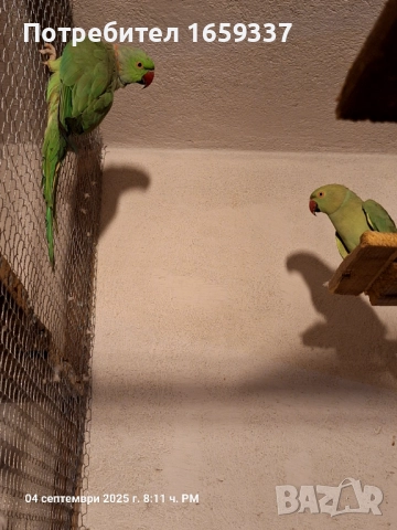  Работещ чифт малък Александър , снимка 8 - Папагали - 50361925