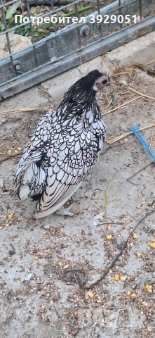 продавам ярки и петли зибрайт, снимка 11 - Кокошки и пуйки - 50129003