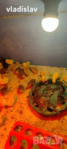 продавам пъдпъдъци , снимка 3 - други­ - 53825400