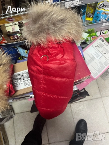 Кучешко якенце, снимка 5 - Пинчер - 52562007